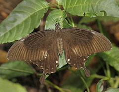 Papilio nephelus chaon