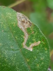 Stigmella aceris