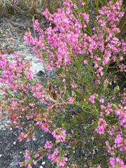 Erica gnaphaloides