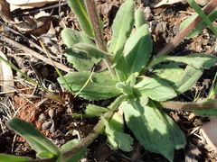 Senecio speciosus