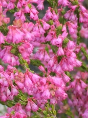 Erica gnaphaloides