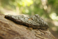 Quaternaria quaternata