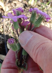 Senecio speciosus