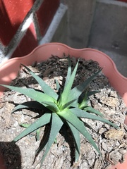 Aloe