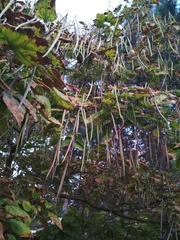 Catalpa bignonioides