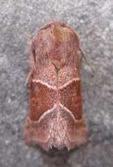 Lemmeria digitalis