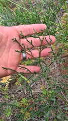Pelargonium multiradiatum