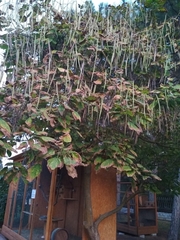 Catalpa bignonioides