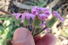 Senecio speciosus