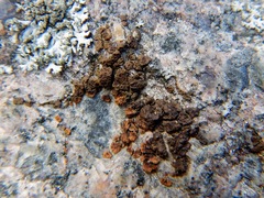 Acarospora fuscata image