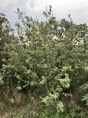 Abutilon grandifolium