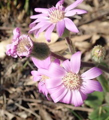 Senecio speciosus