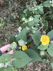 Abutilon grandifolium