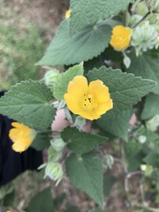 Abutilon grandifolium