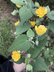 Abutilon grandifolium