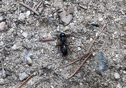 Western Black Carpenter Ant (Camponotus modoc)