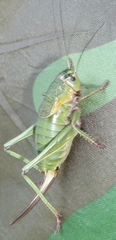 Psorodonotus venosus