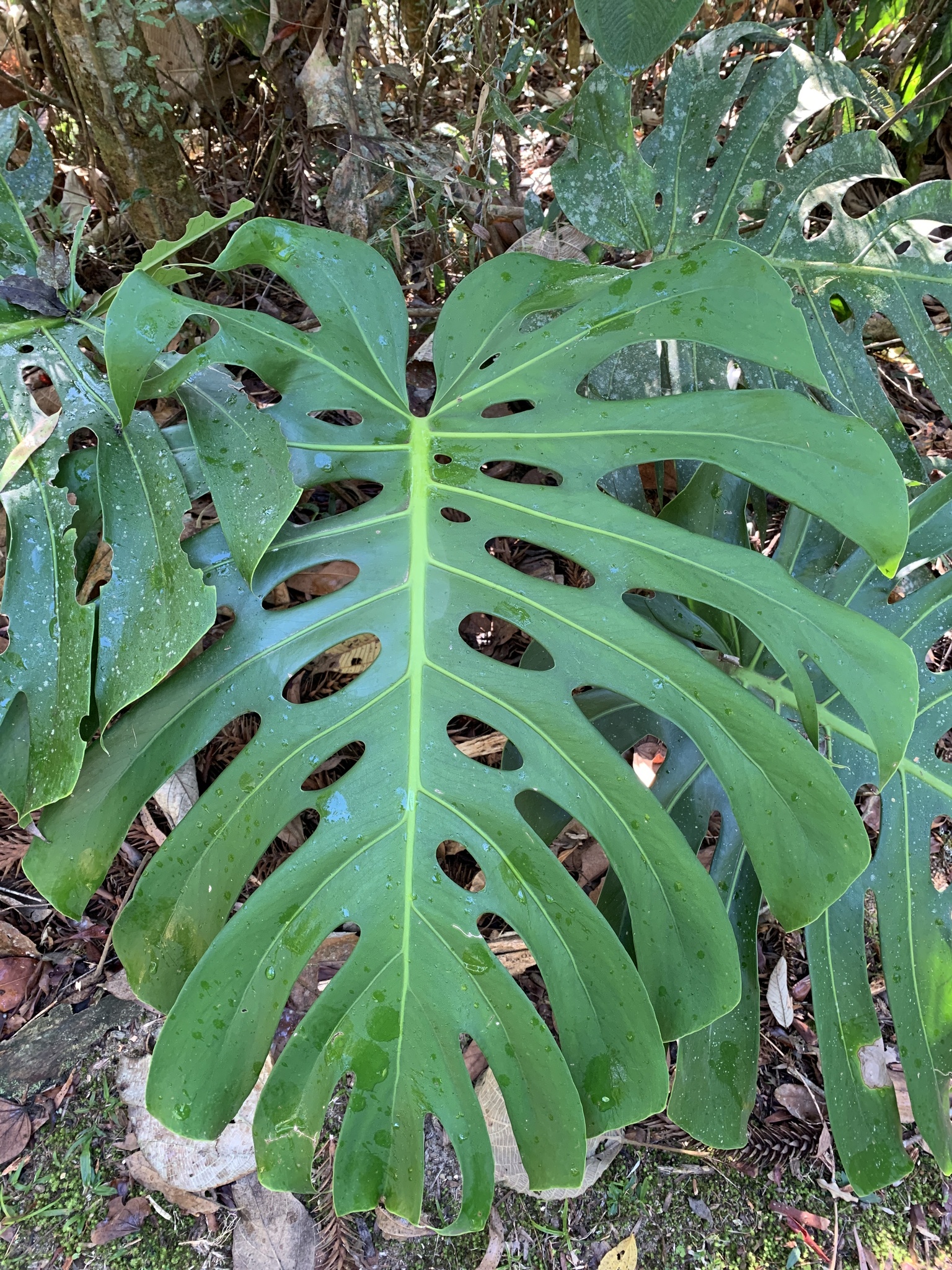 Monstera deliciosa