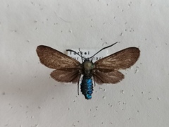 Theresimima ampellophaga