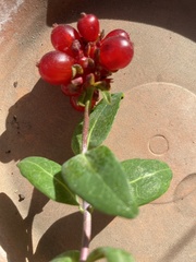 Lonicera