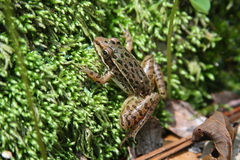 Lithobates neovolcanicus