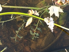 Potamogeton perfoliatus