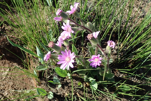 Image of Senecio speciosus by no rights reserved