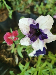 Magnoliopsida