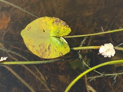 Nuphar lutea