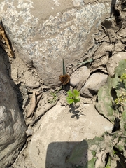 Lepidoptera
