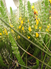 Aspalathus laricifolia
