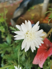Asteraceae