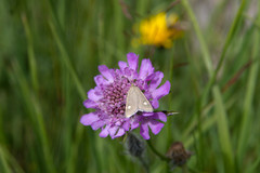 Udea alpinalis