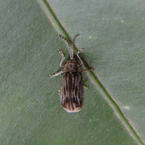 Yingaresca holosericea · iNaturalist