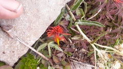 Castilleja rupicola