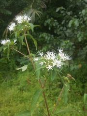 Virectaria multiflora