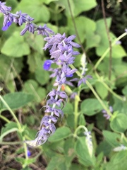 Salvia urolepis