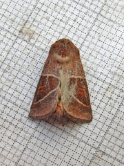 Lemmeria digitalis