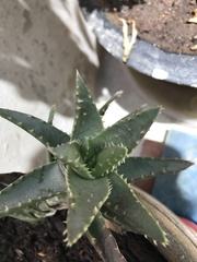 Aloe