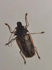 Macrodontia zischkai