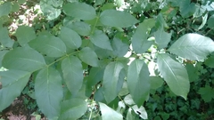 Fraxinus ornus