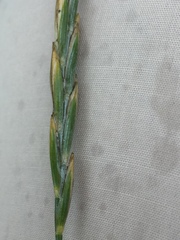 Elymus repens