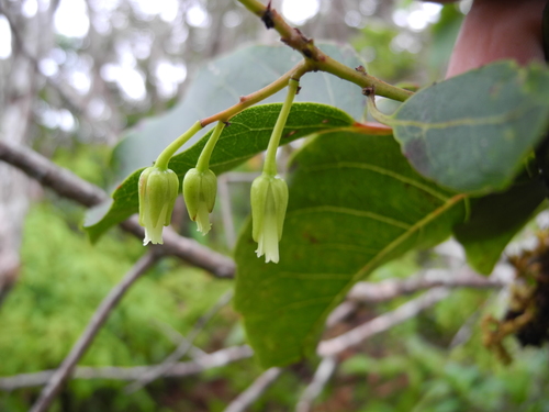Elaeocarpus bifidus