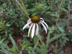 Echinacea sanguinea