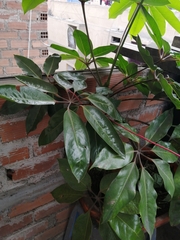 Heptapleurum actinophyllum