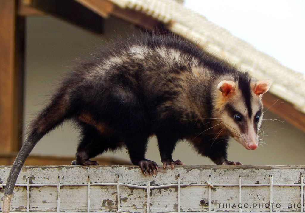 Comadreja overa (Didelphis albiventris) · ArgentiNat