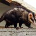 White-eared Opossum - Photo (c) Thiago Chagas, some rights reserved (CC BY-NC), uploaded by Thiago Chagas