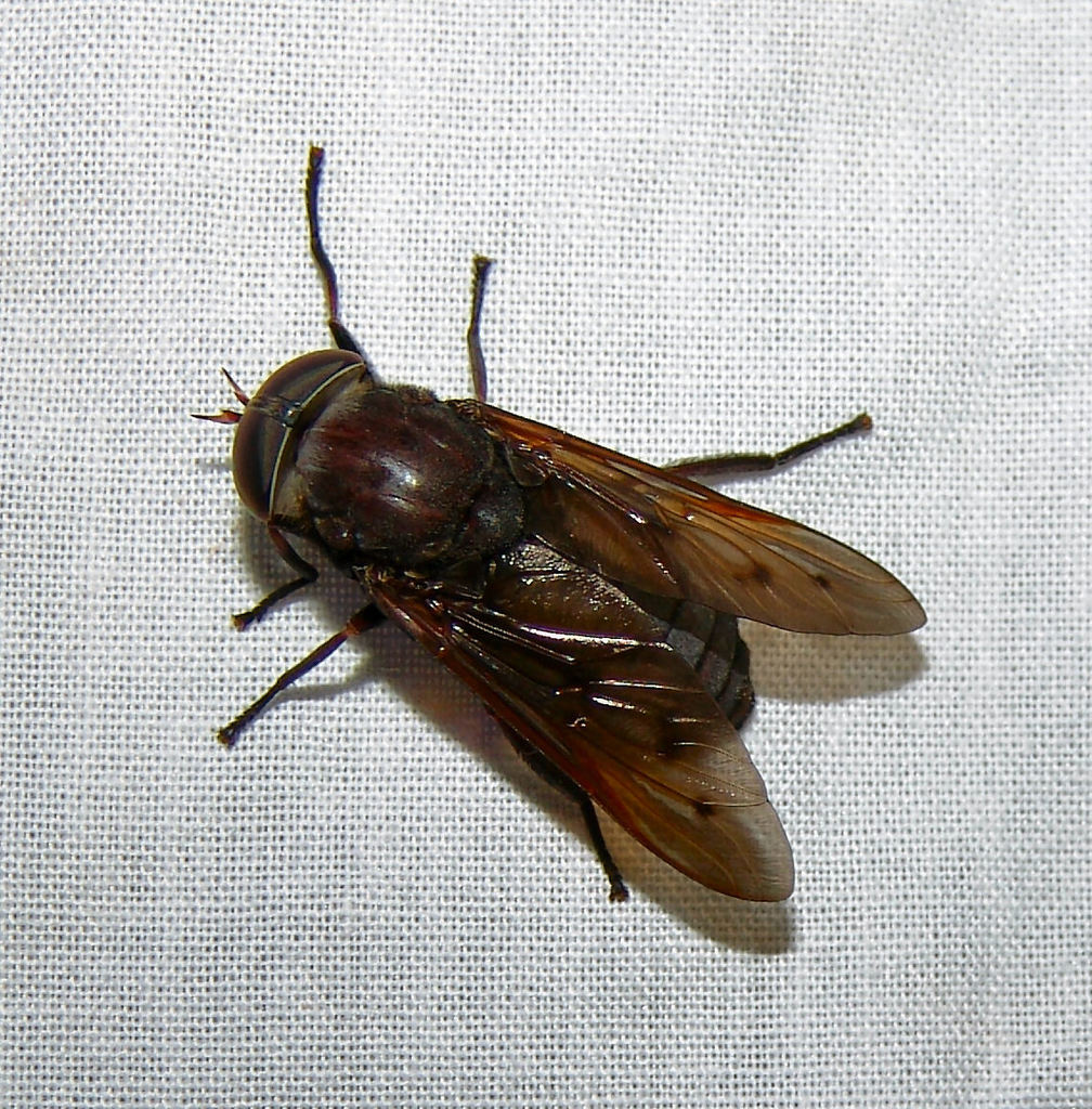 Tabanus proximus