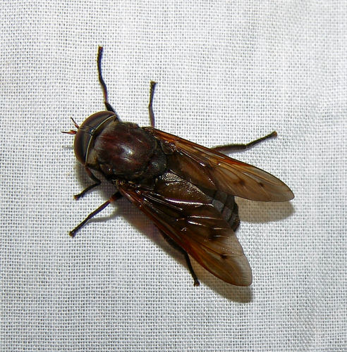 Tabanus proximus