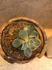 Echeveria